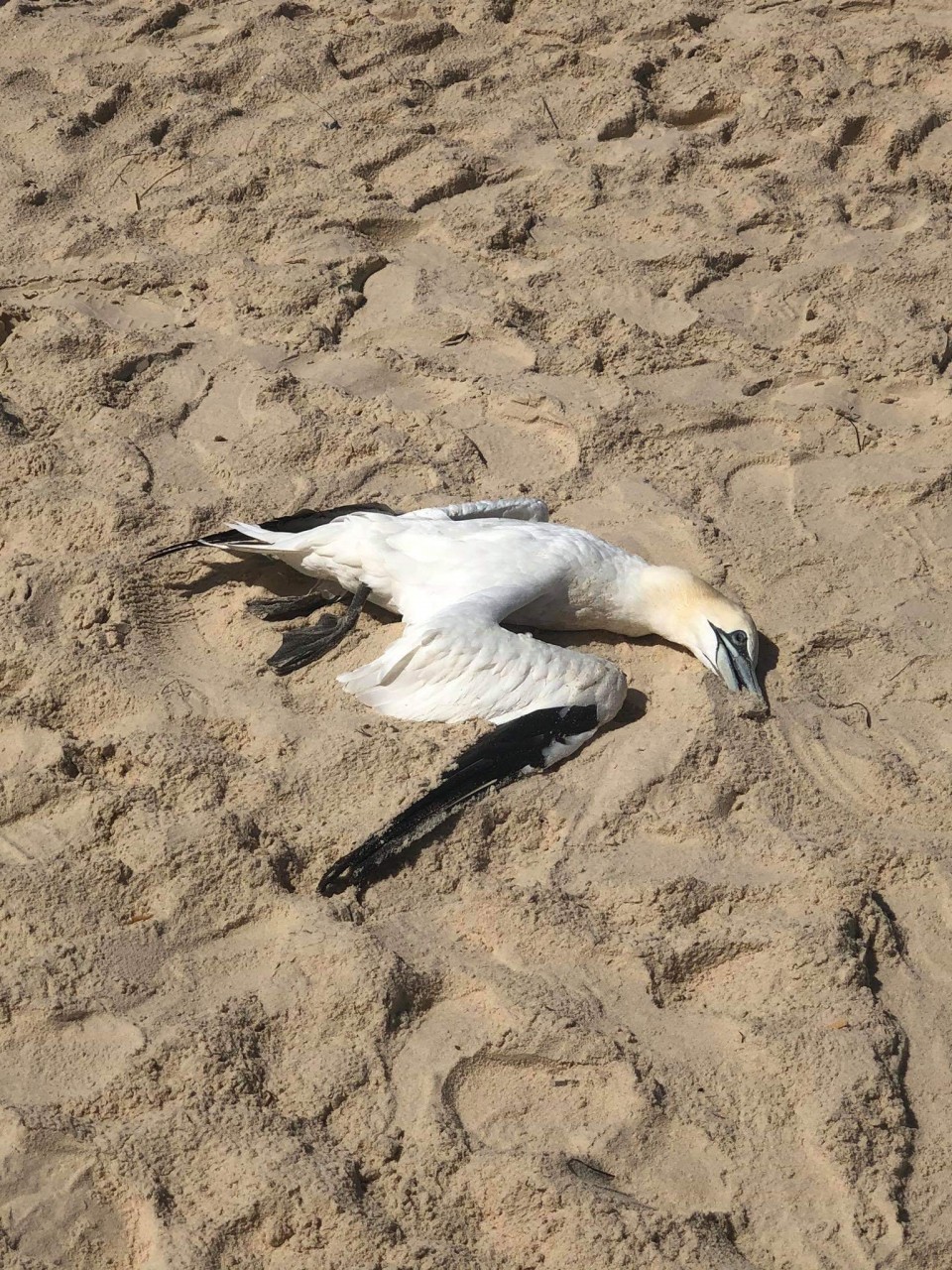 QUAND LES OISEAUX TOMBENT DU CIEL 