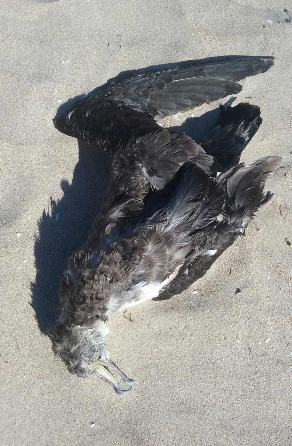 QUAND LES OISEAUX TOMBENT DU CIEL 