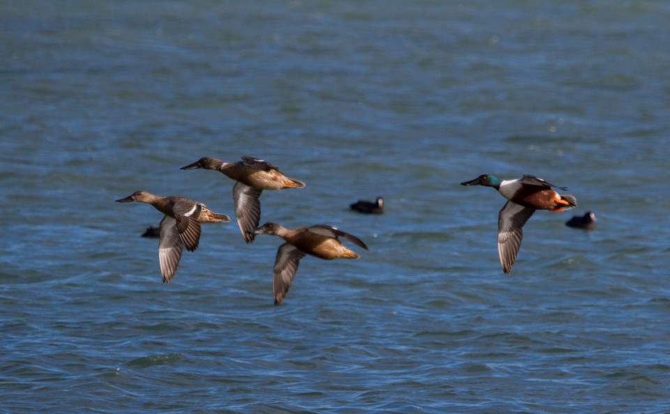 Canard souchet