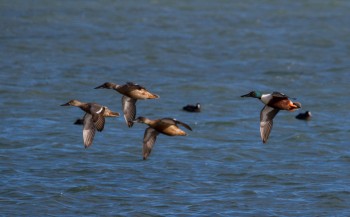 Canard souchet