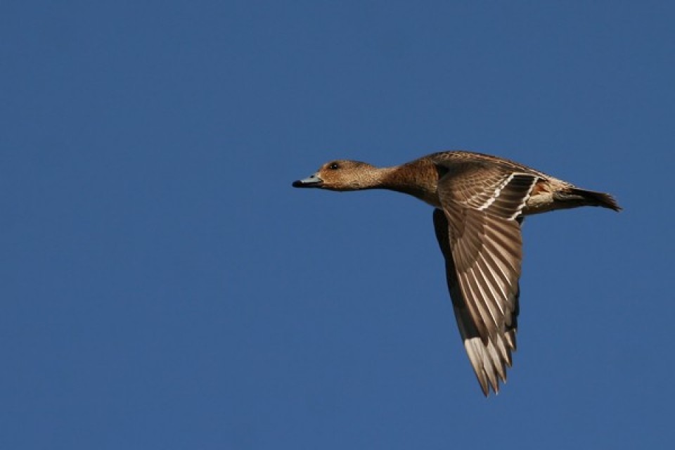 Canard siffleur 