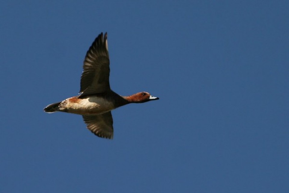 Canard siffleur 