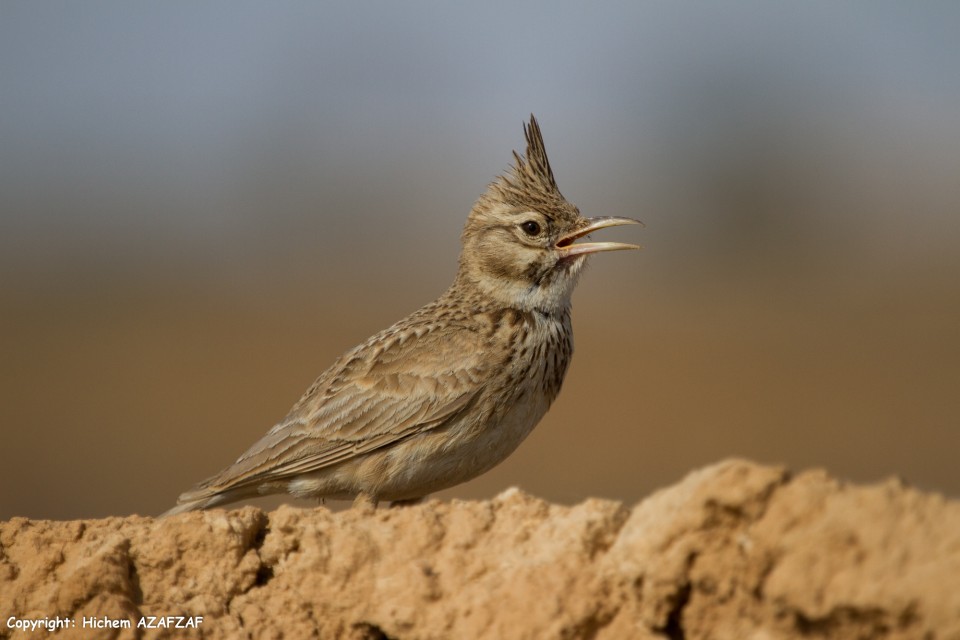 Cochevis huppé