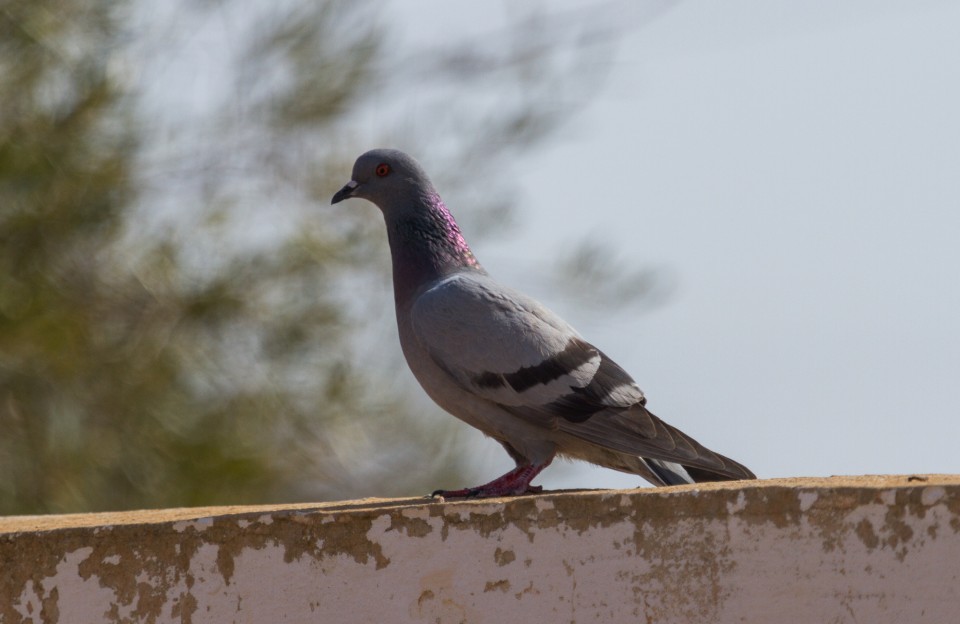 Pigeon biset