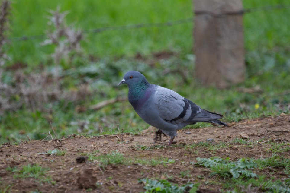 Pigeon biset