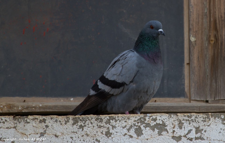 Pigeon biset