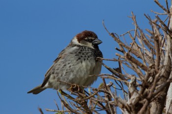 Moineau 